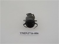 藏品(黑雪隱金龜)的圖片